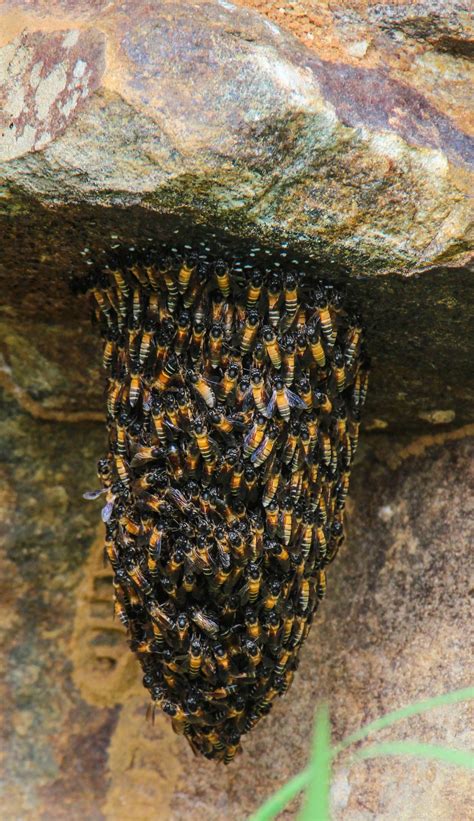 Bee Hive Smithsonian Photo Contest Smithsonian Magazine