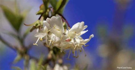 Growing Winter Honeysuckle: Learn Lonicera Fragrantissima Care