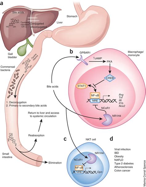 Is Bile Acid Metabolism Altered in Obesity? | Dr. Sharma's Obesity Notes