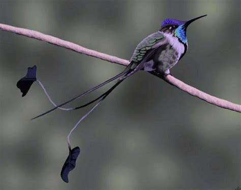 Spatuletail Hummingbird A Marvel Of Nature