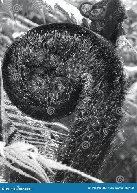 New Zealand Macro Punga Fern Detail Stock Photo - Image of macro, curve ...