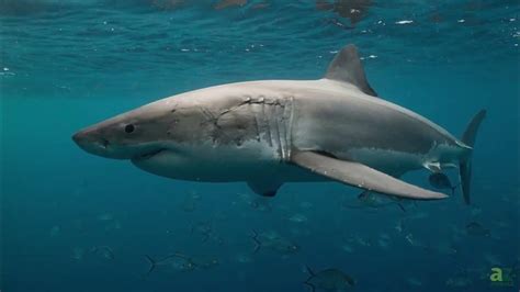 Heart Sinking Great White Shark Encounter Caught On Tape Youtube