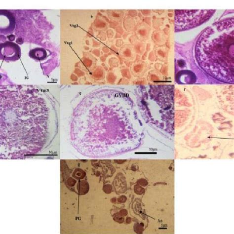 Histological Sections Of T Bahaii Ovarian Development Stained With