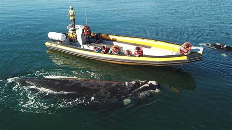 El Avistaje de Ballenas en el Golfo San Matías es ambientalmente