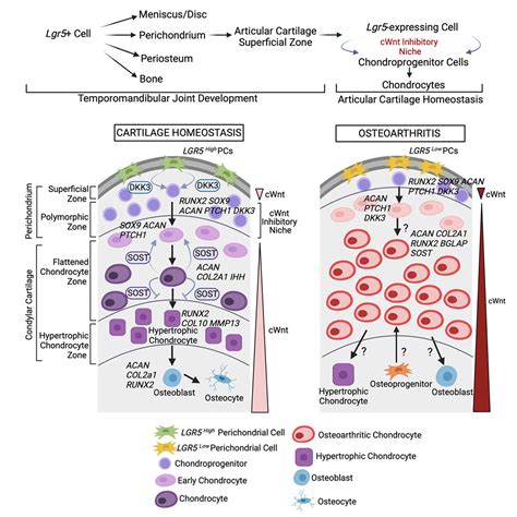 Lgr Expressing Secretory Cells Form A Wnt Inhibitory Niche In