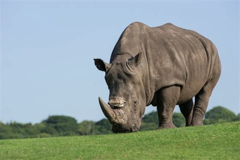 West Midlands Safari Park | African Plains