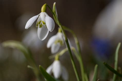 Wallpaper Blossom Flower Eye Flora Blomma Sn Droppe Snowdrop