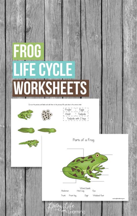 Frog Life Cycle Worksheets - Thrifty Homeschoolers