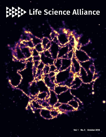 Laminin γ1 C Terminal Glu To Gln Mutation Induces Early