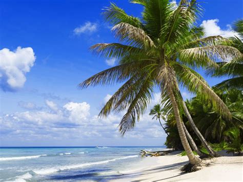 Wallpaper Green Palm Tree On Beach During Daytime Background