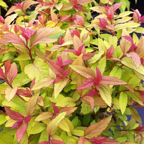 Spiraea Japonica Goldflame From Nvk Nurseries