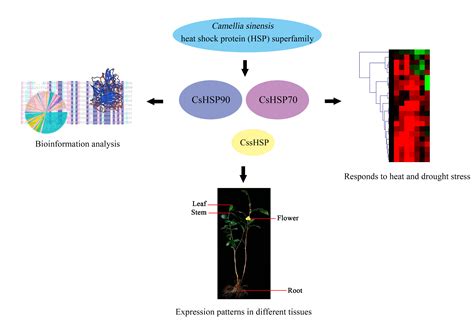 Ijms Free Full Text Genome Wide Identification Classification And