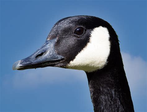 Free Images Nature Wing Pond Wildlife Beak Fauna Close Up Swan