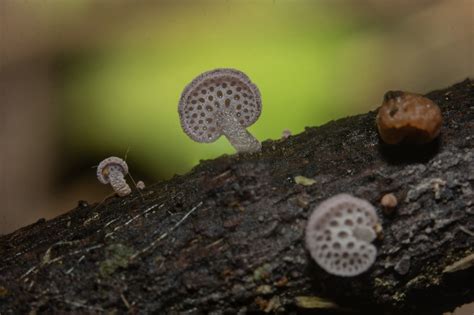 Favolaschia From Quebrada De C Rdova On July At Pm By