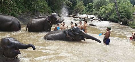 Chiang Mai Excursión en Grupo al Santuario de Elefantes y la Cascada