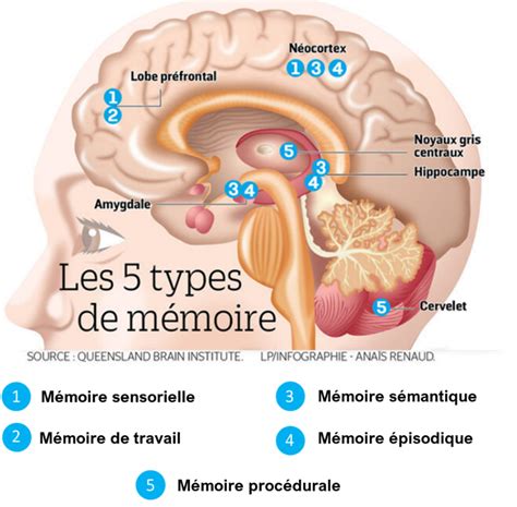 La M Moire F D Ration Pour La Recherche Sur Le Cerveau Frc