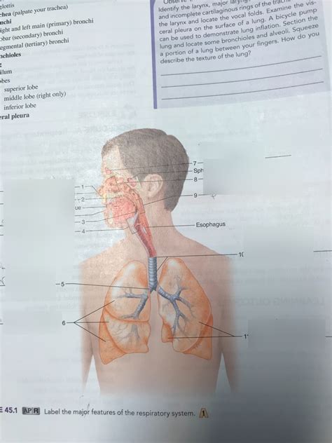 MAJOR FEATURES OF RESPIRATORY SYSTEM Diagram | Quizlet