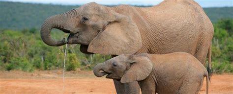 Poaching Has Caused 'Rapid Evolution' of Tuskless Elephants, New Study ...