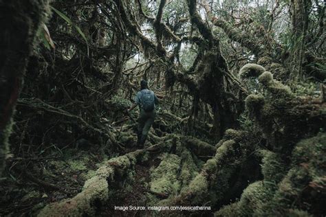 Menjajal Jalur Pendakian Gunung Bukit Raya Atap Tertinggi Kalimantan