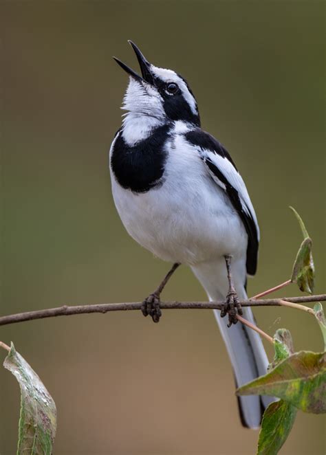 African Pied Wagtail Professional Photographer