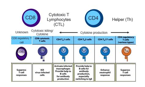 Types Of T Cells