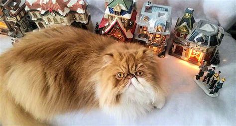 Persian Kittens For Sale In New York Genuine Cat Breeders List