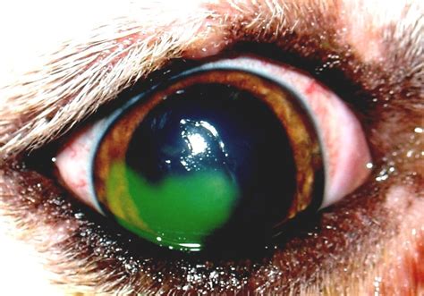 Corneal Ulcers In Animals - Dog Ulcer In Eye