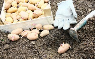 Quand récolter les pommes de terre Pomme de terre Cultiver des