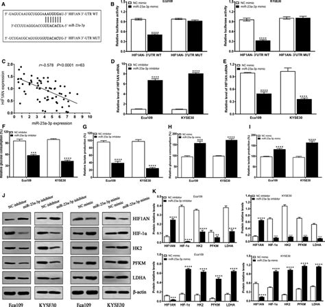 MiR23a6p Promotes Glycolysis By Suppressing HIF1AN Expression In ESCC