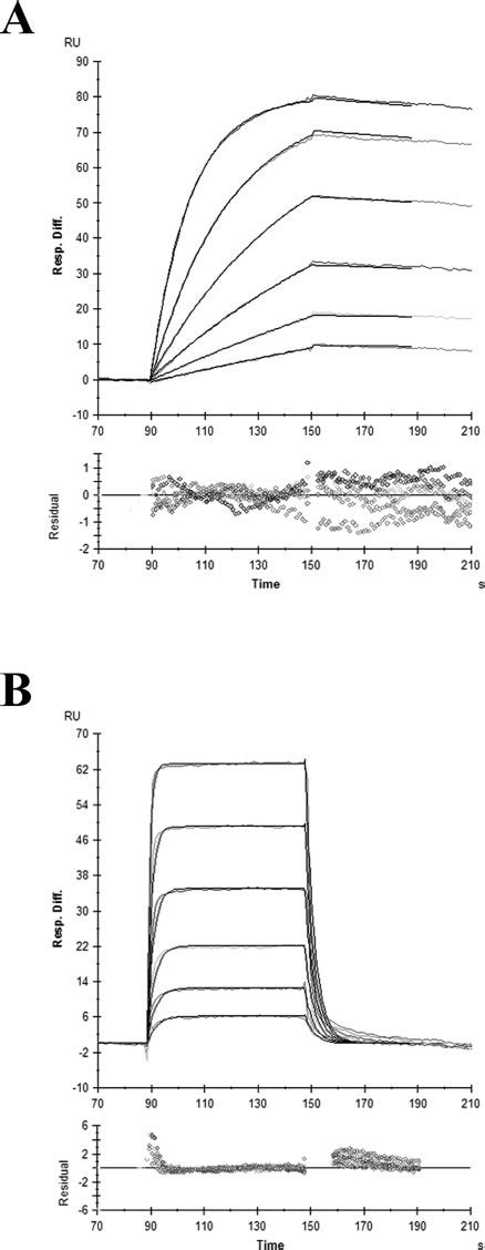 Kinetic Analysis Of V82 Variants Binding To Sec3 Spr Sensorgrams Of