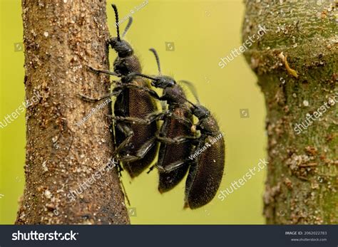 Beetle Sex Royalty Free Images Stock Photos Pictures Shutterstock