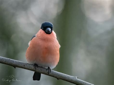 Vicky Outen Photo On Twitter Male Bullfinch Wildlife