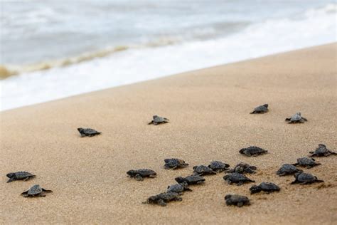 Tartarugas Marinhas Se Reproduzem E Mais Pessoas Est O Nas Praias