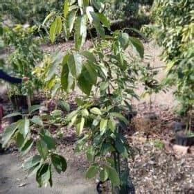 Rbol Adulto De Aguacate Fuerte A Os Campo De Benamayor