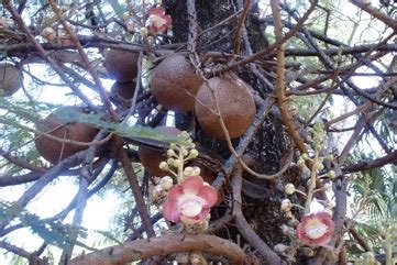 Cannon-ball tree Edible Plant