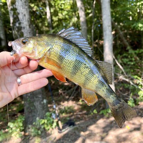 Fish in a Barrel - Reel Chesapeake