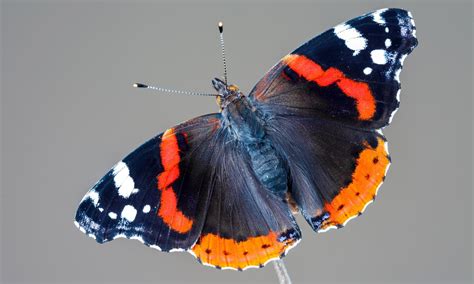 Red Admiral | Butterfly Conservation