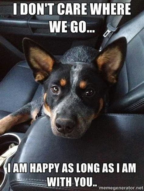 Blue Heeler Memes