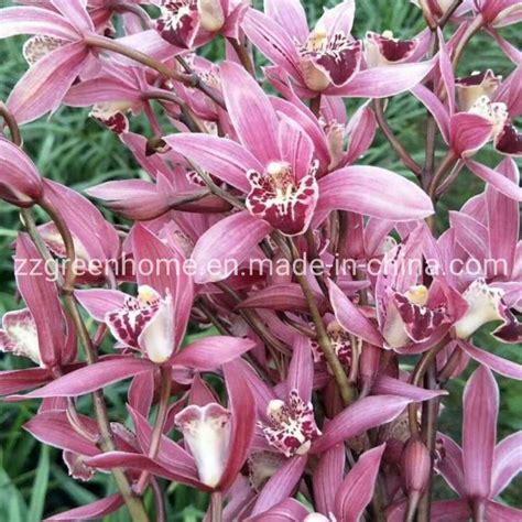 Live Cymbidium Hybrids Natural Indoor Orchid Plant Live Cymbidium And