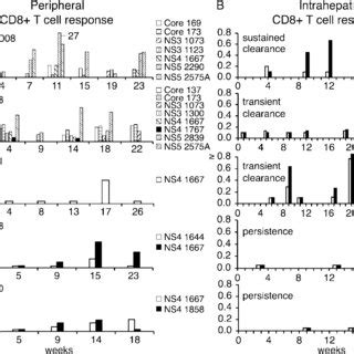 Peripheral And Intrahepatic Cd T Cell Responses In Acutely Infected