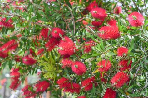 Callistemon citrinus (Crimson Bottlebrush)