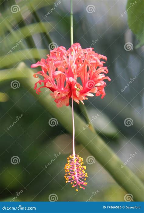 Japanese Lantern Plant. stock photo. Image of botany - 77866586