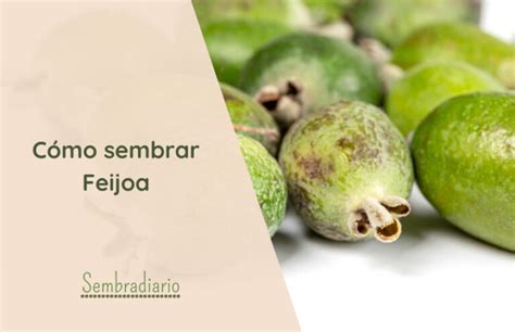 Cómo sembrar Feijoa Guía paso a paso FÁCIL Sembradiario