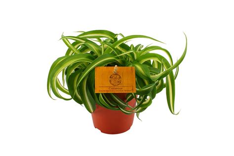 Peperomia Sunrise Jungle Jewels Eden Collection Smit Kwekerijen