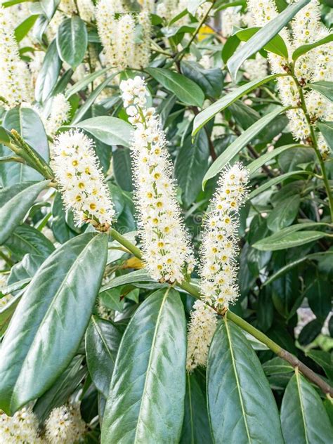 Cherry Laurel Prunus Laurocerasus Genolia Blossom In Lente Stock Foto