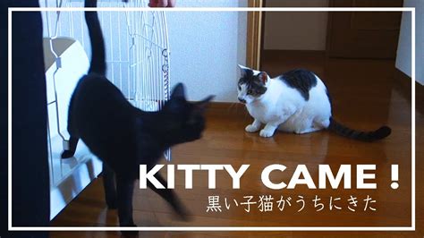 子猫と先住猫の初対面！ 気を付けたこと4選 Kitty Meets Elder Cat 4 Things To Be Careful Youtube