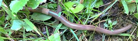 Jumping Worms Conference | Center for Agriculture, Food, and the Environment