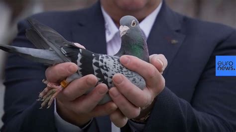 pigeon net worth