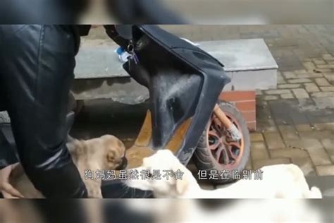 一只流浪狗坐在马路中间流泪，知道真相后，路人们纷纷流下了眼泪路人们真相马路