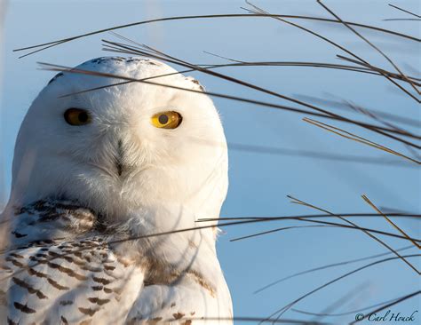 Photos From the 2020-2021 Snowy Owl Season - Fire Island and Beyond